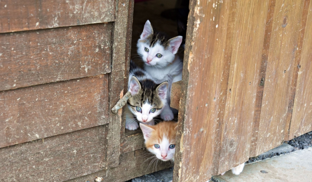 činjenica o mačićima