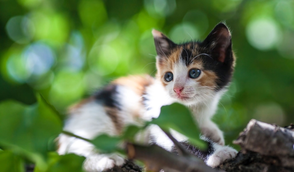 činjenica o mačićima