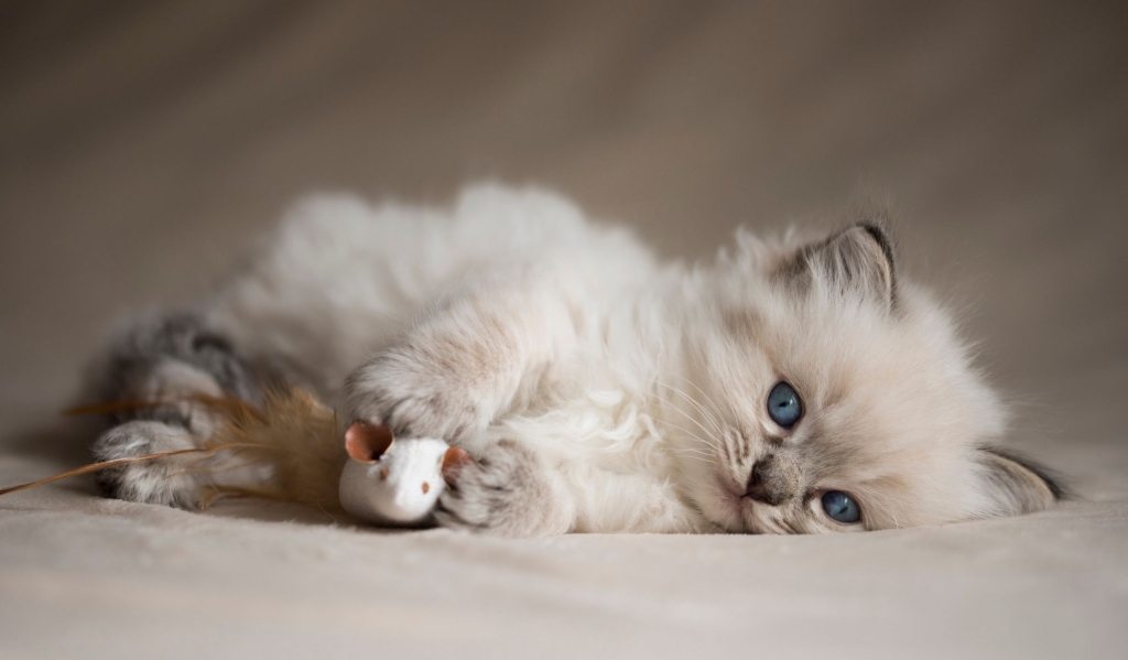 činjenica o mačićima