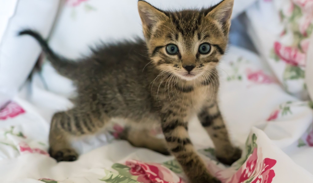 činjenica o mačićima