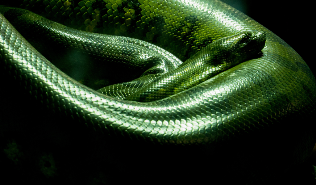 15 Najopasnijih zivotinja