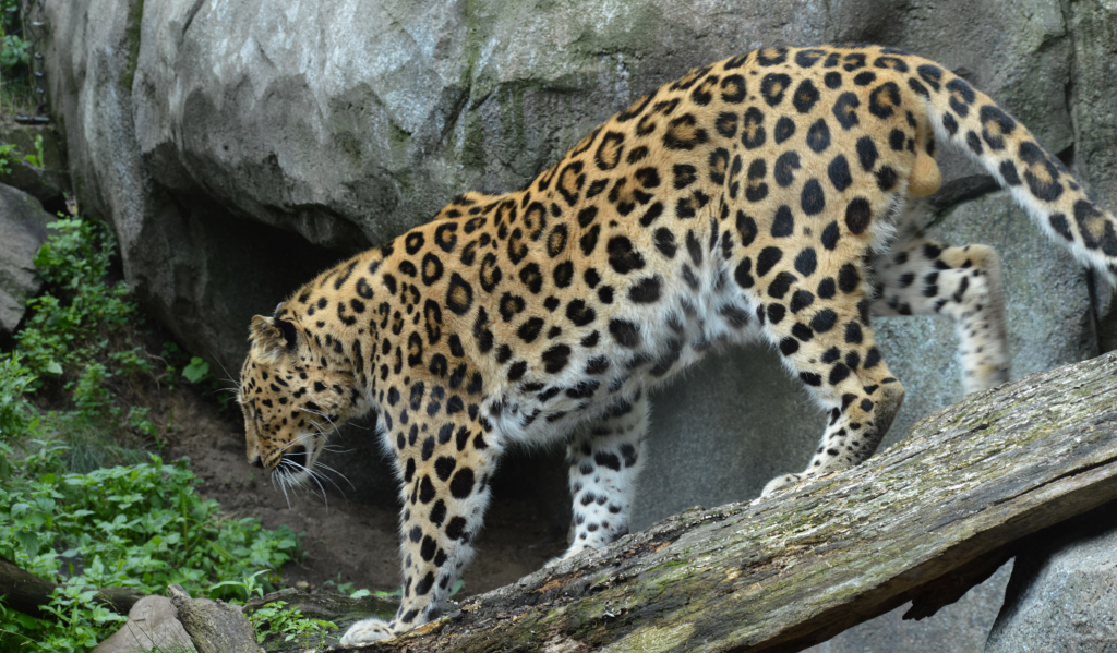 Top 10 ugroženih vrsta