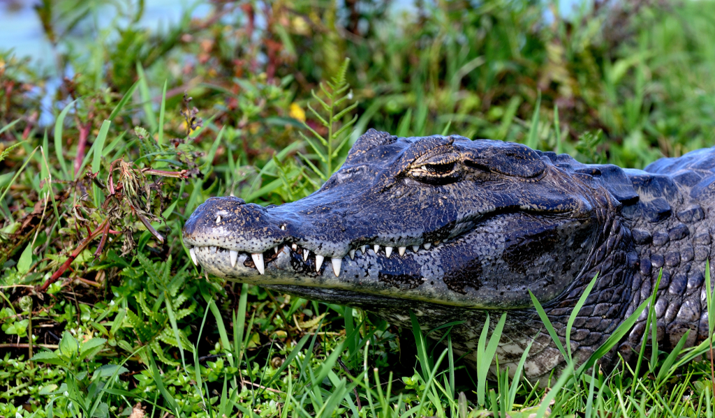 15 Najopasnijih zivotinja