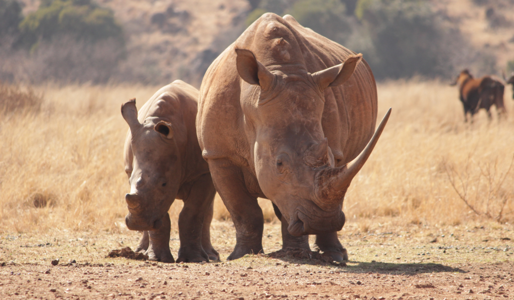 Top 10 ugroženih vrsta