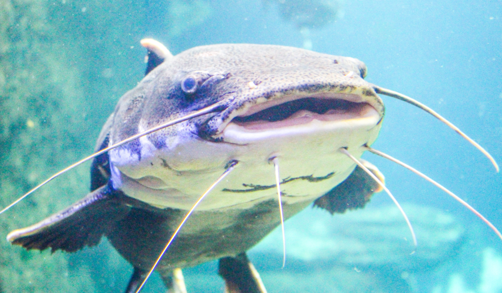 15 Najopasnijih zivotinja