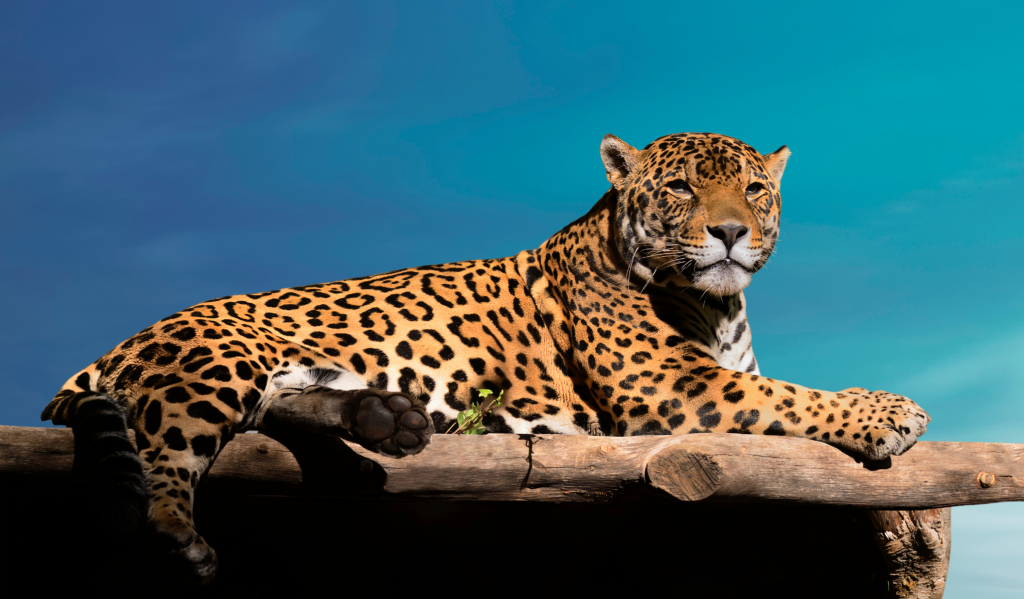 15 Najopasnijih zivotinja