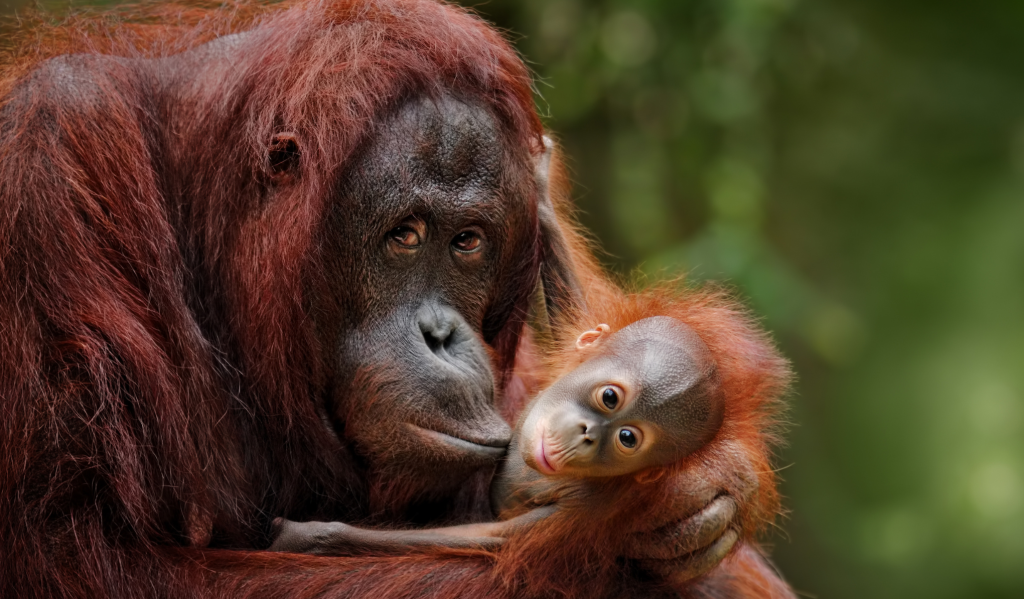 Top 10 ugroženih vrsta