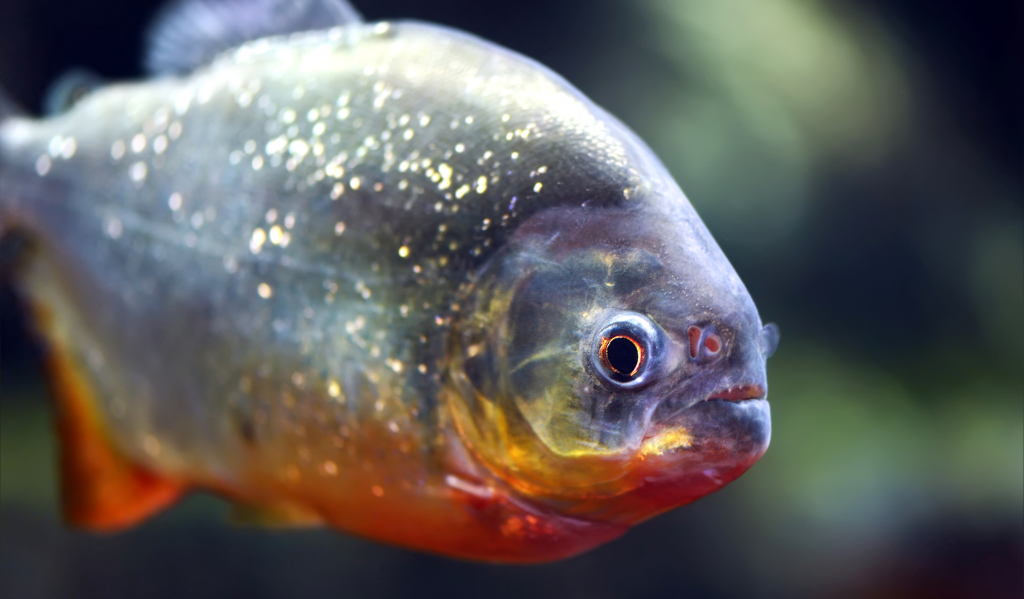 15 Najopasnijih zivotinja