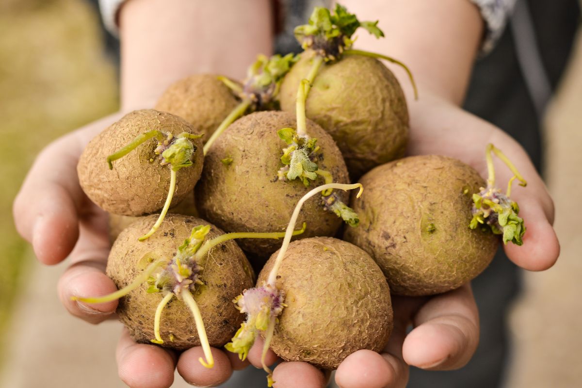 Da li treba jesti proklijali krompir