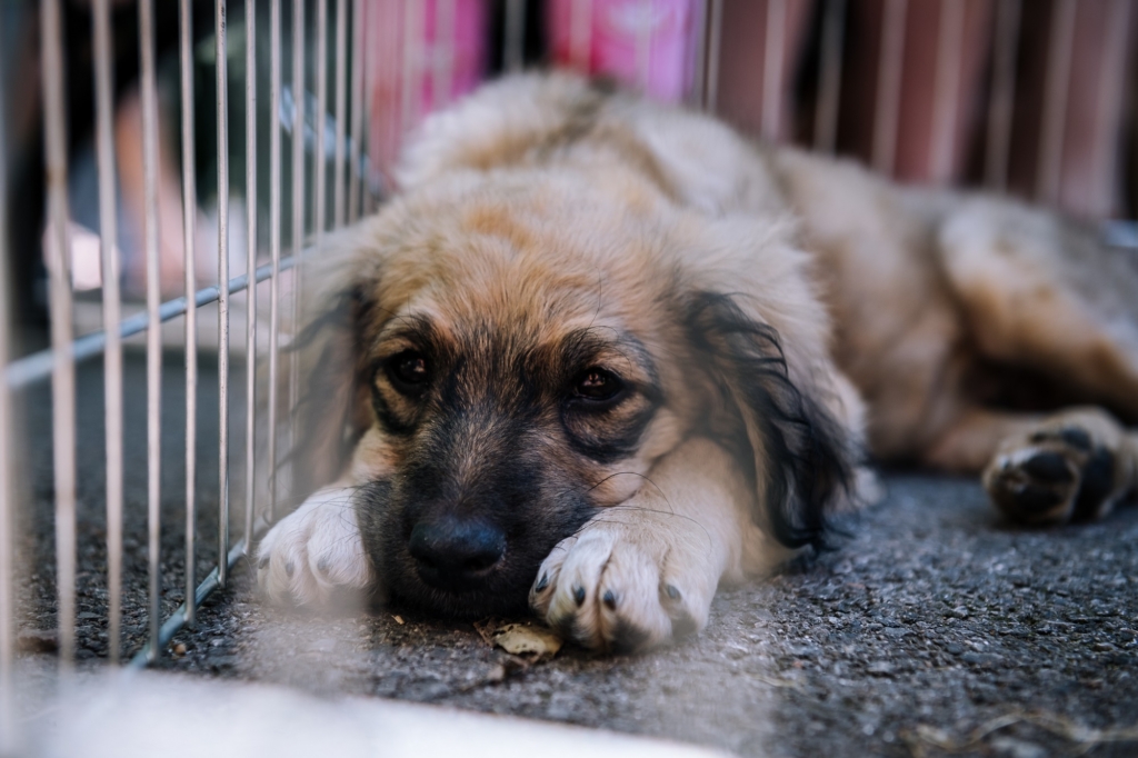 Festival Ulični psi