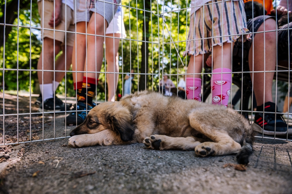 Festival Ulični psi