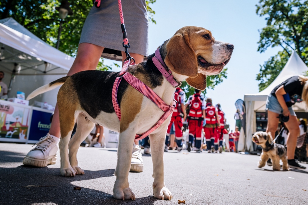 Festival Ulični psi