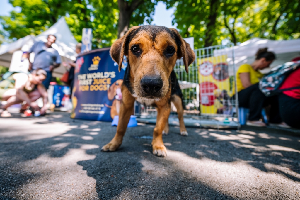 Festival Ulični psi