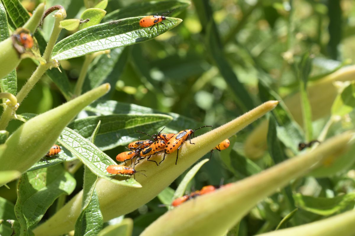 Biljke i insekti