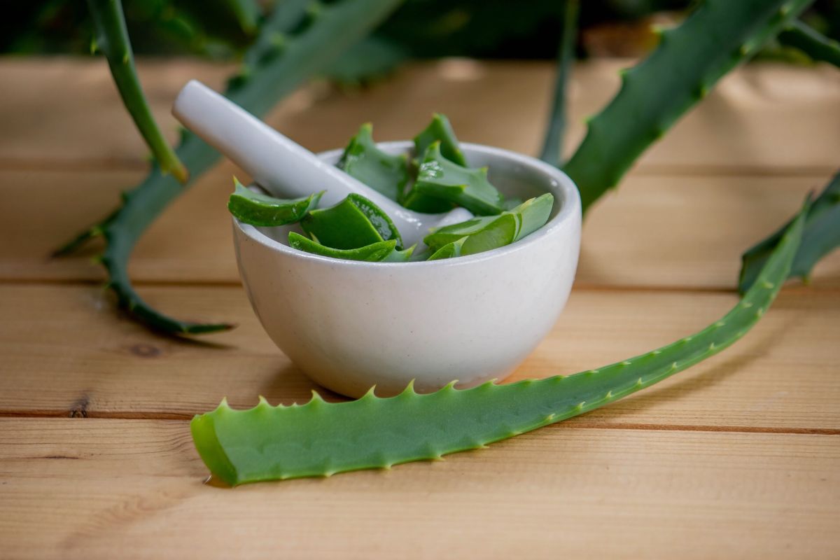 Zdravstvene prednosti aloe vere