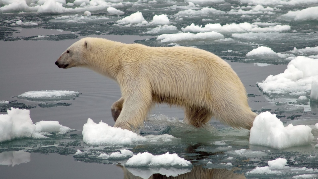 topljenja polarnog leda