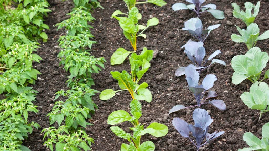 Vegetacija