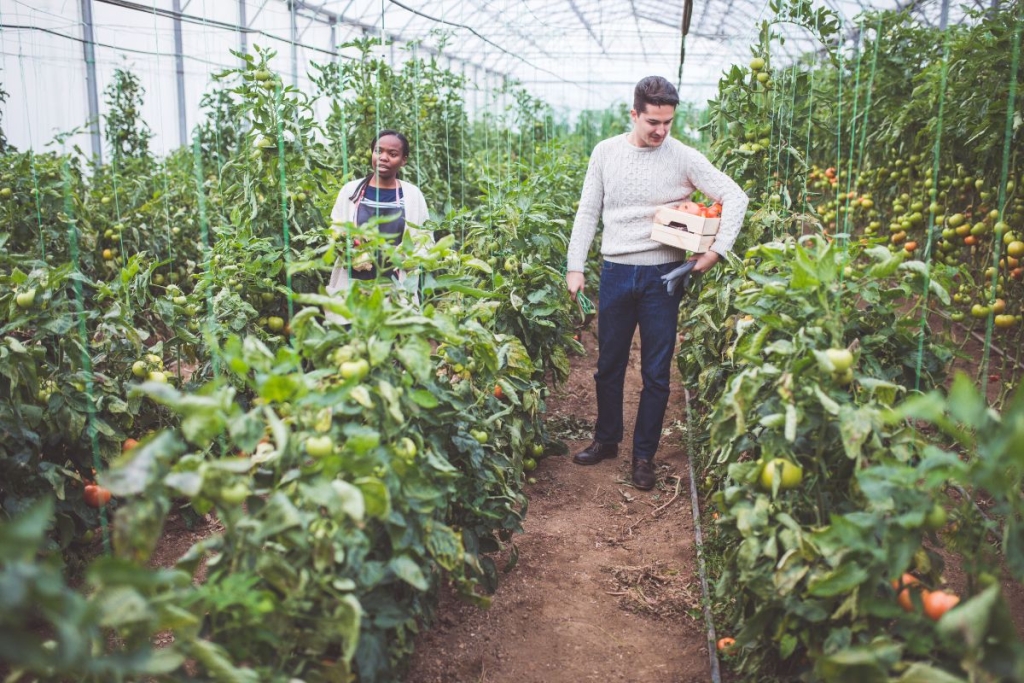 Gajenje vlastite hrane