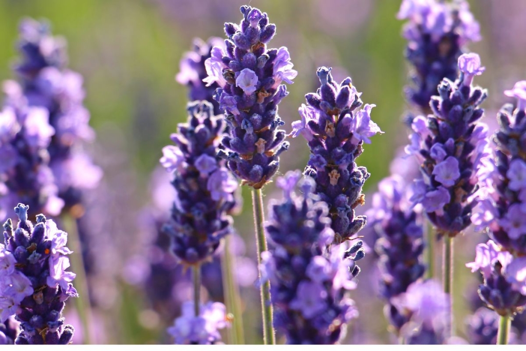 Lavanda