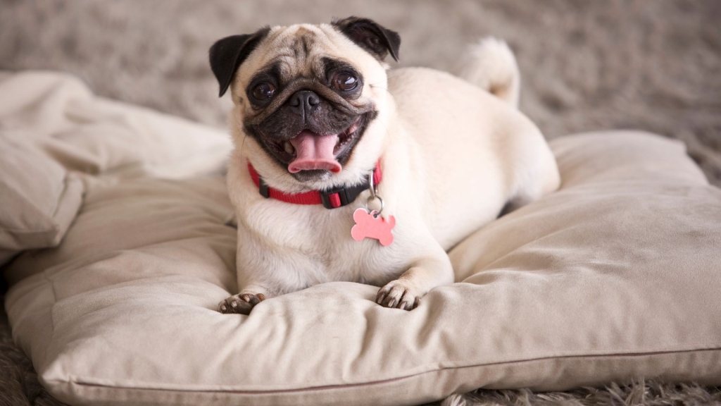 Mops
