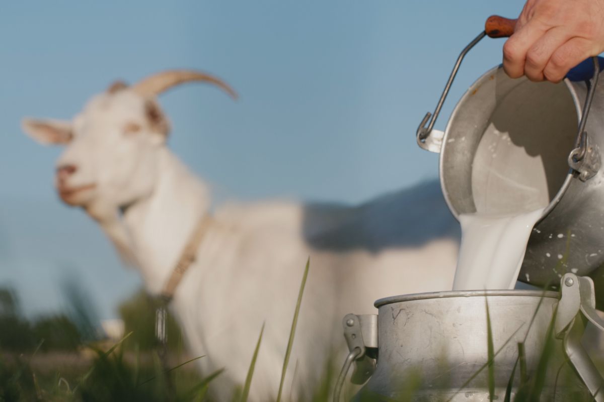 kozje mleko