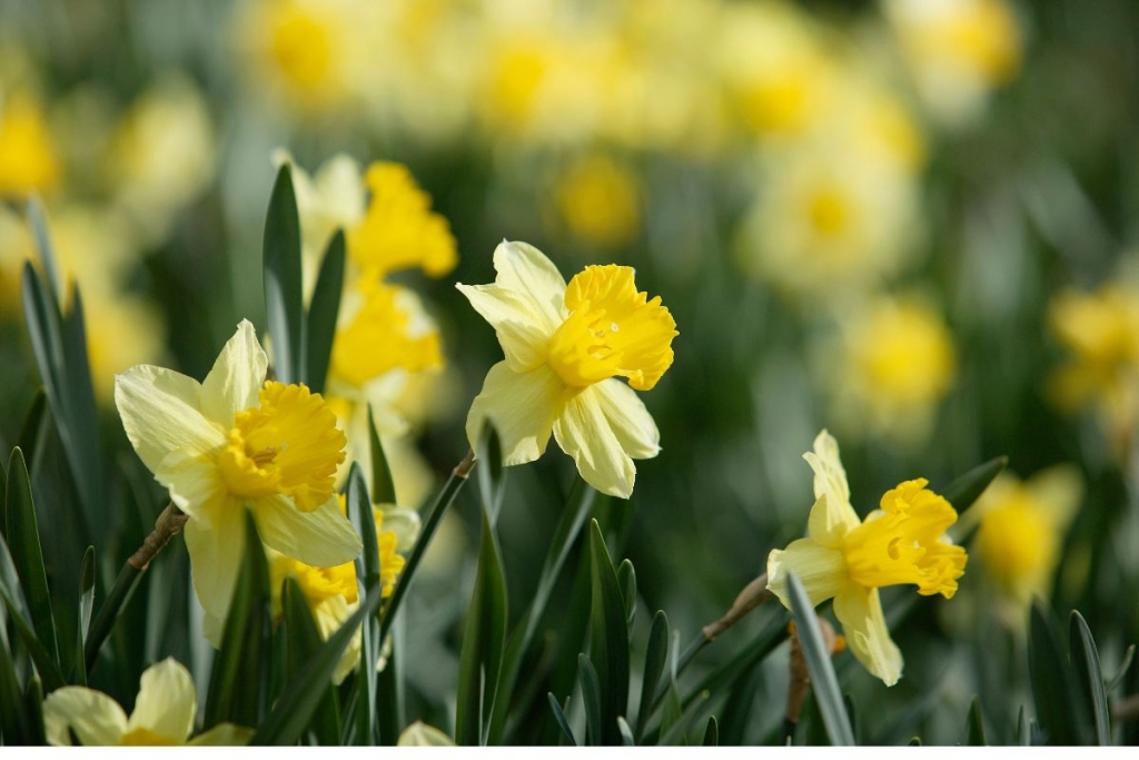 narcisi
