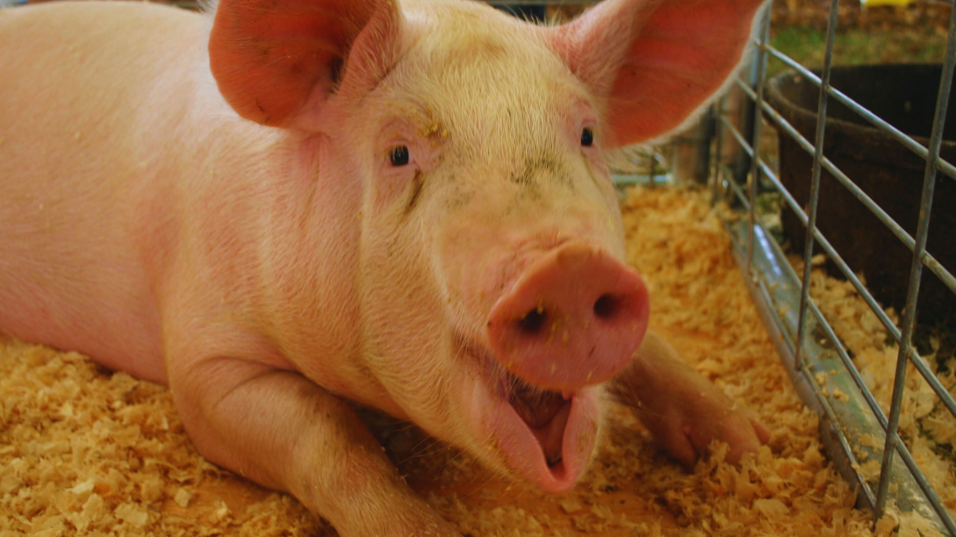 zanimljivosti o svinjama