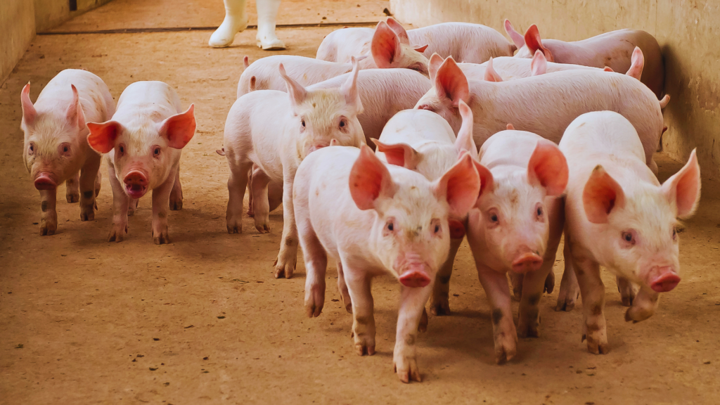 zanimljivosti o svinjama