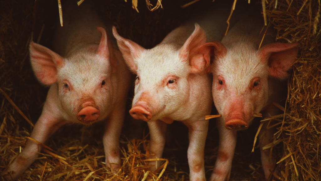 zanimljivosti o svinjama