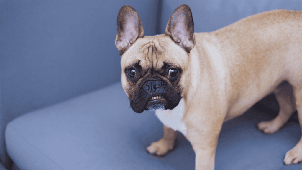 French bulldog