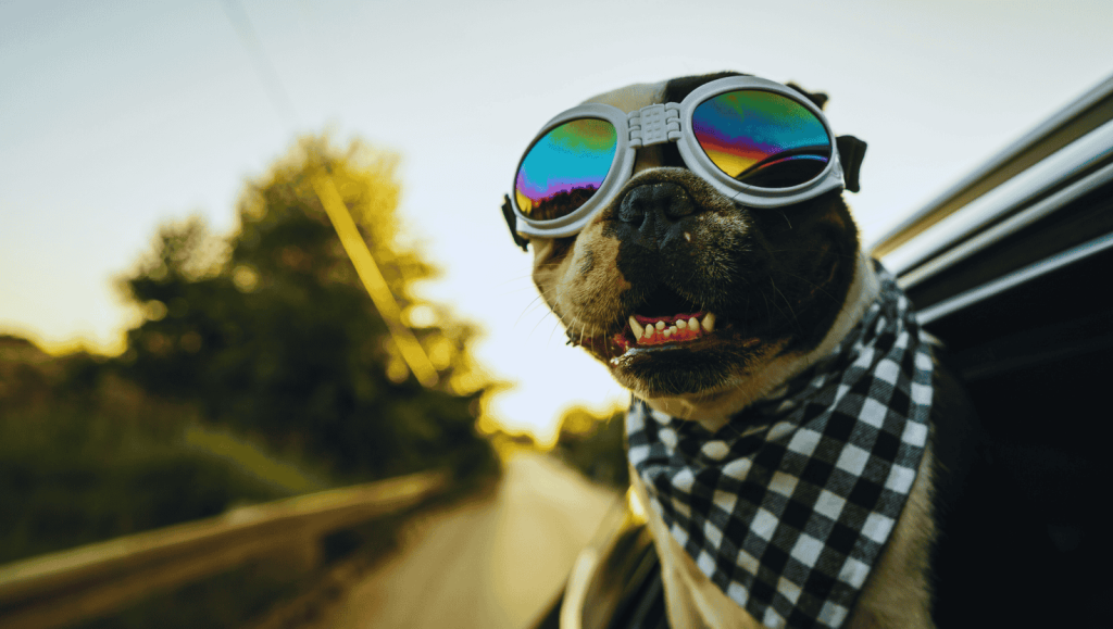 Francuski buldog karakteristike