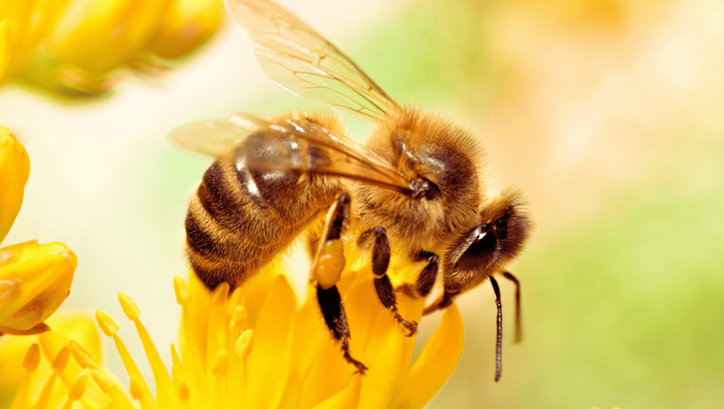 bee