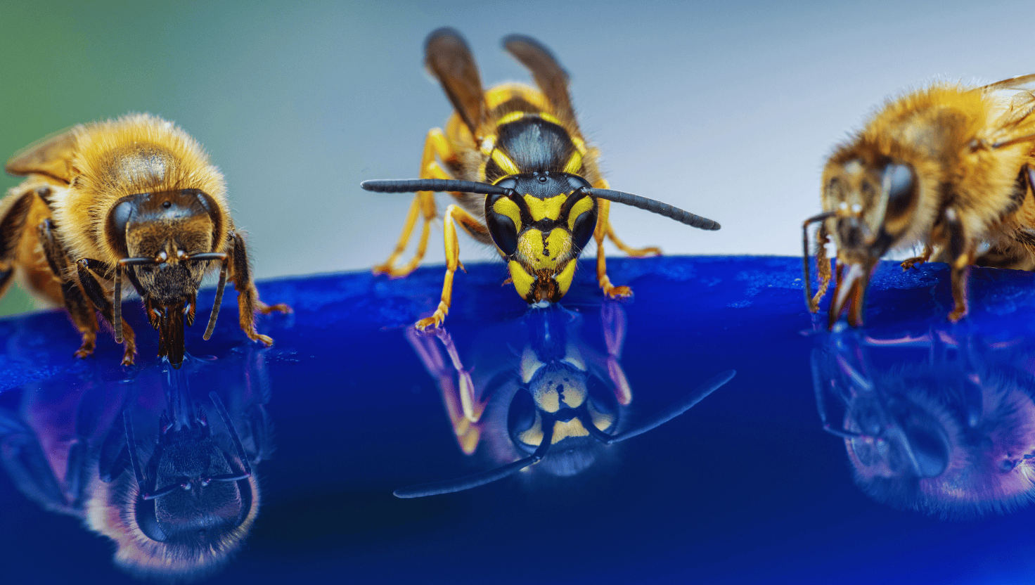 wasp and bee