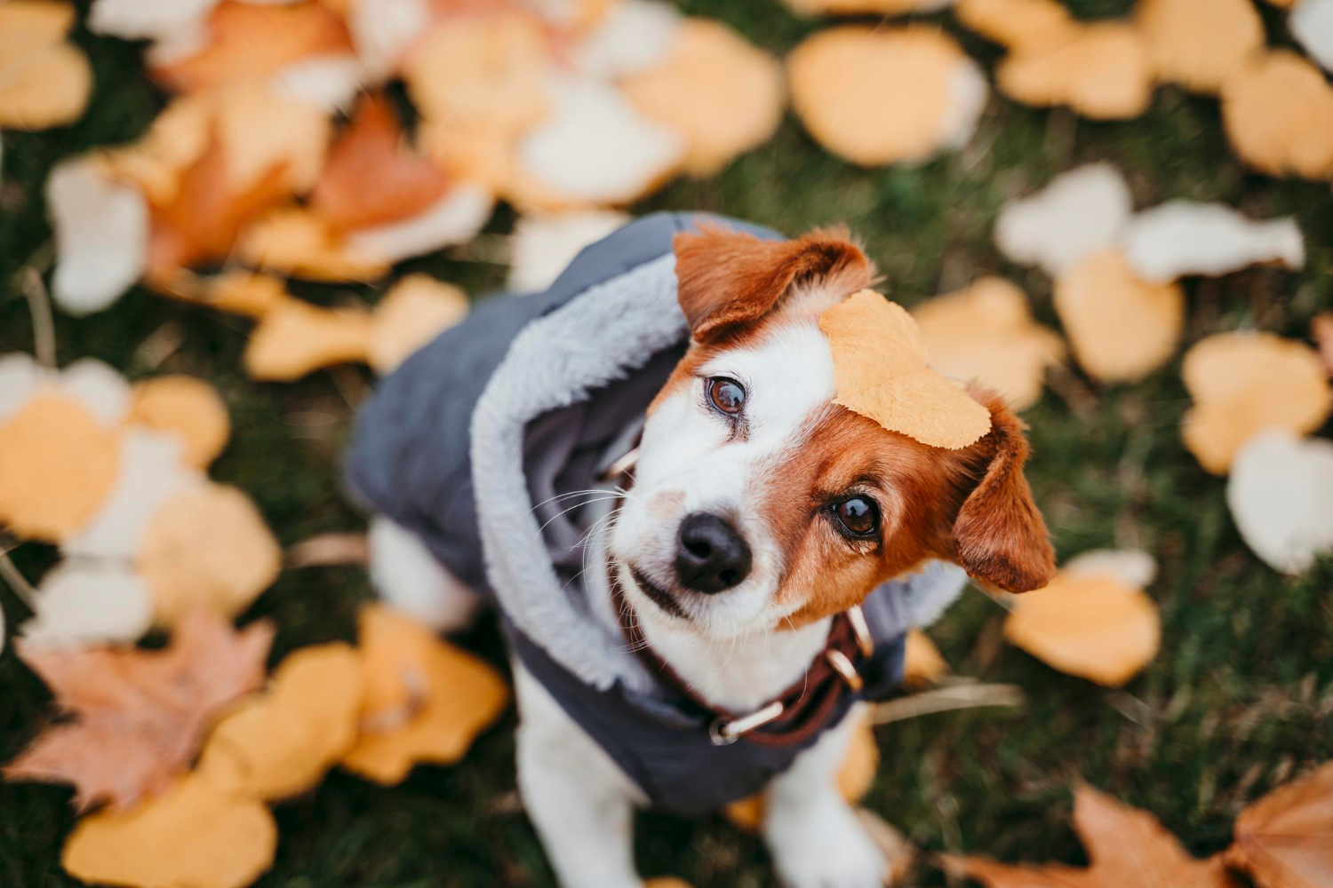 dog and autumn