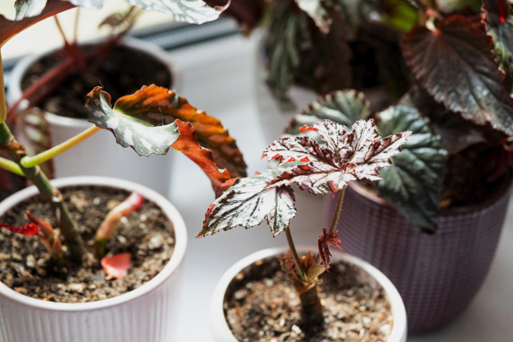 Overwintering of plants