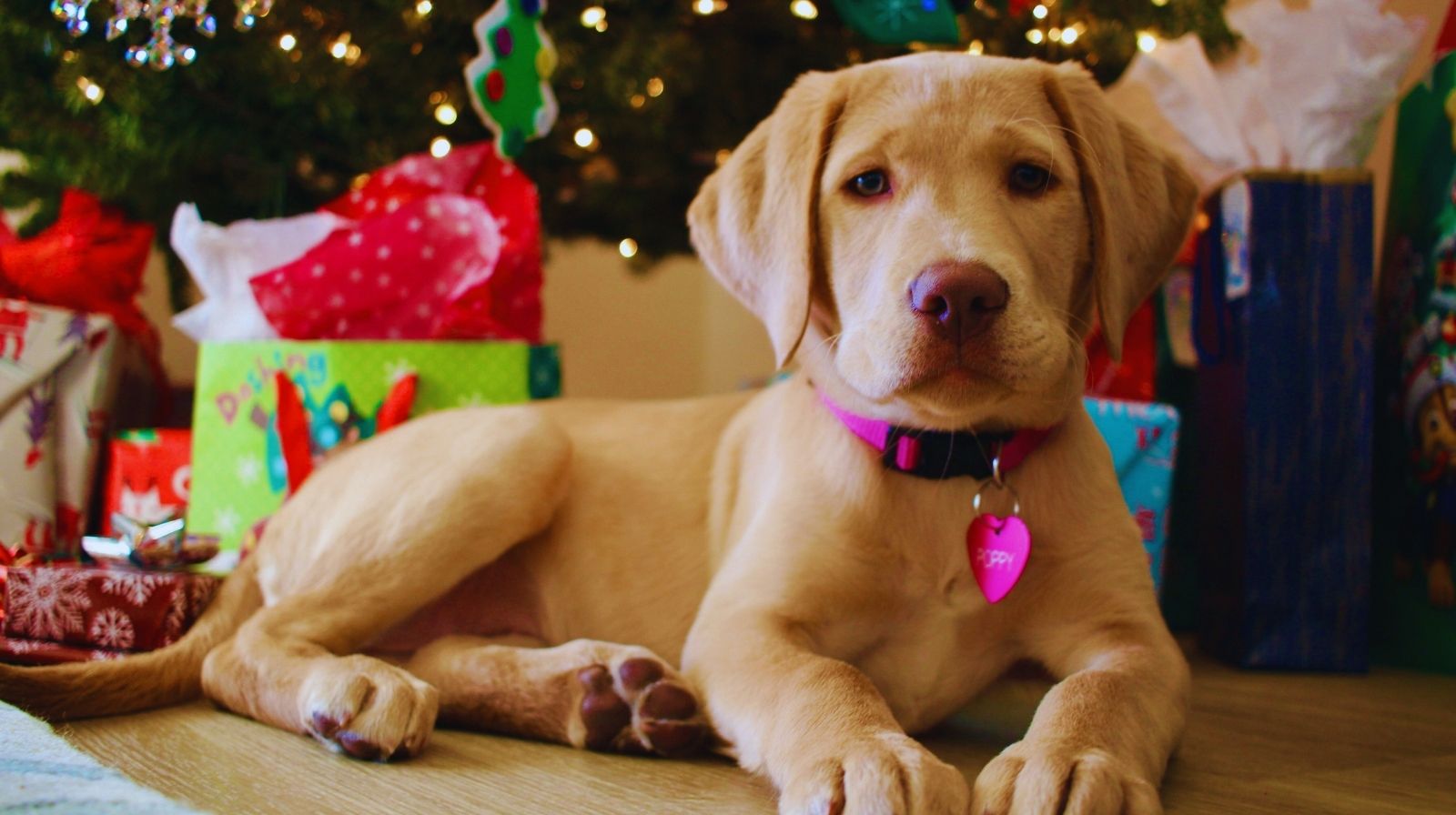 inteligencija pasa i učenje reči