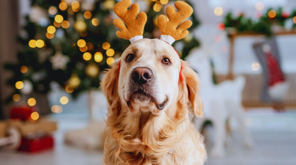 inteligencija pasa i učenje reči