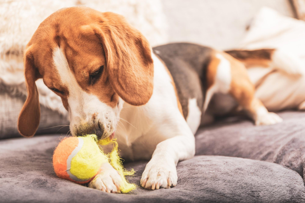 zašto psi nose igračke sa sobom
