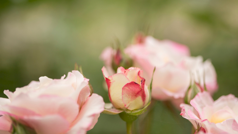 nega ruža u rano proleće