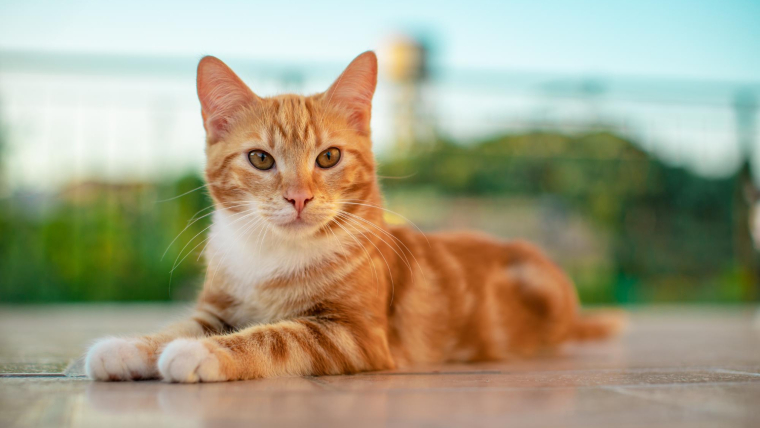 mačka sama kod kuće