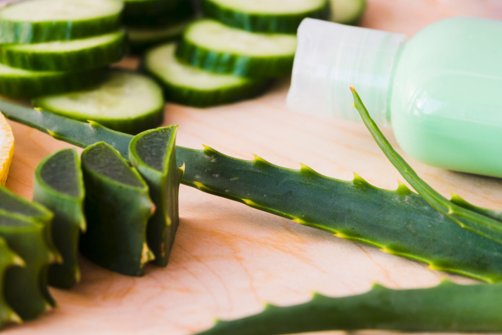 aloe vera koristi upotreba biljka