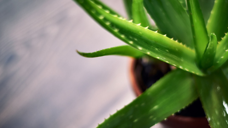 aloe vera koristi upotreba biljka