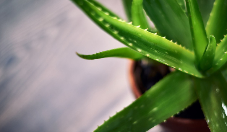 aloe vera koristi upotreba biljka