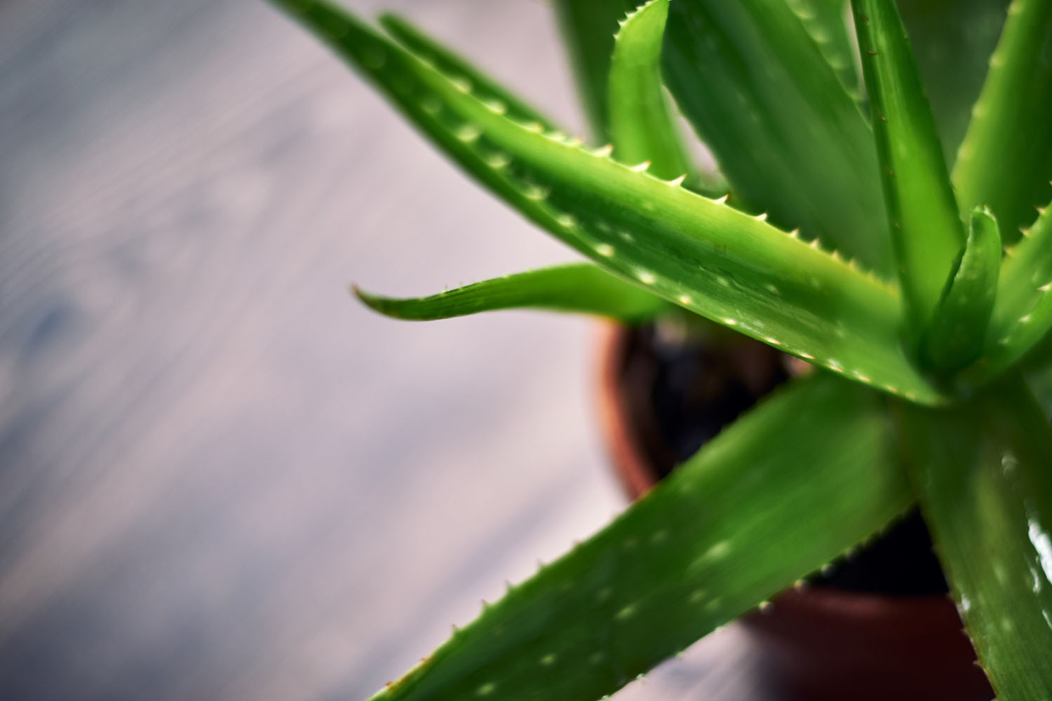aloe vera koristi upotreba biljka
