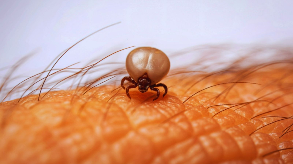 Zaštita od krpelja bez hemije