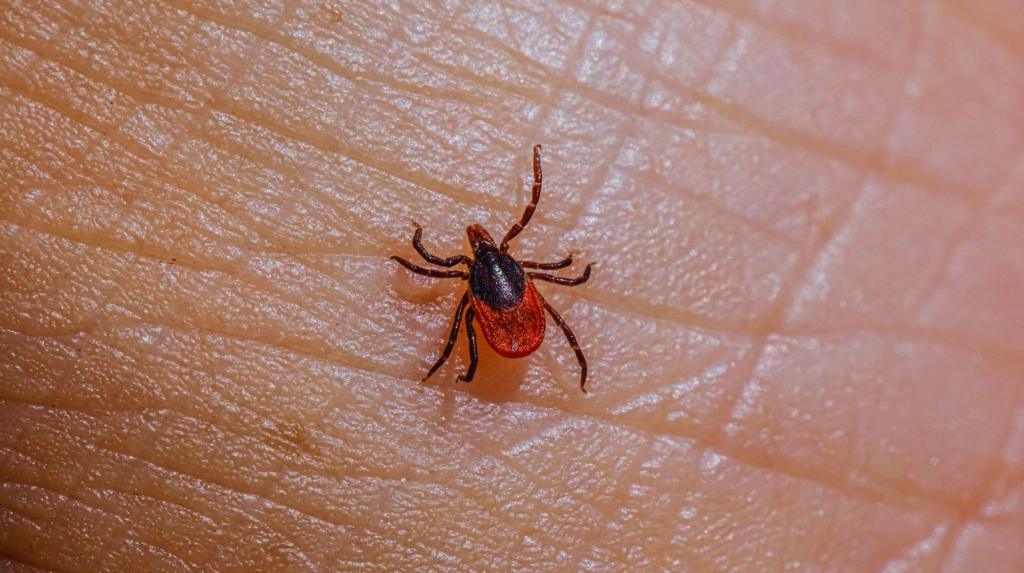 Zaštita od krpelja bez hemije