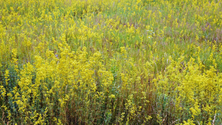 Galium verum