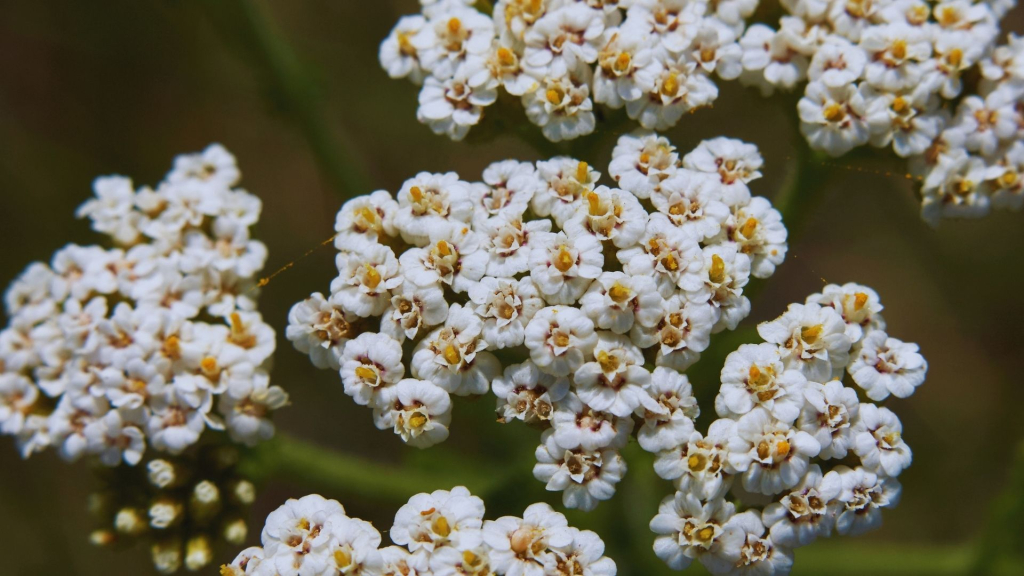 Achillea millefolium