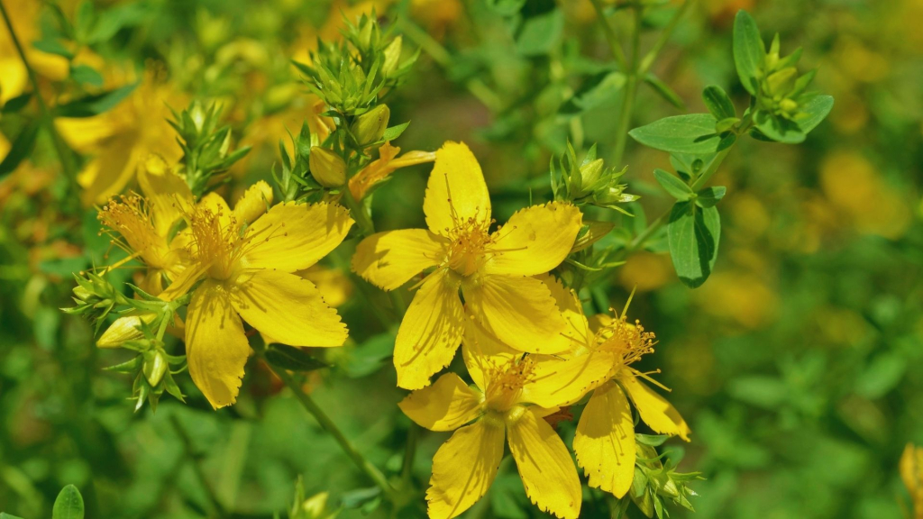 Hypericum perforatum