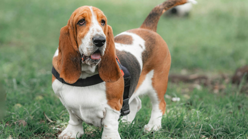 Basset Hound